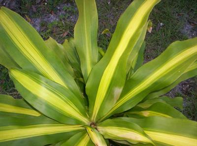 Dracaena fragrans